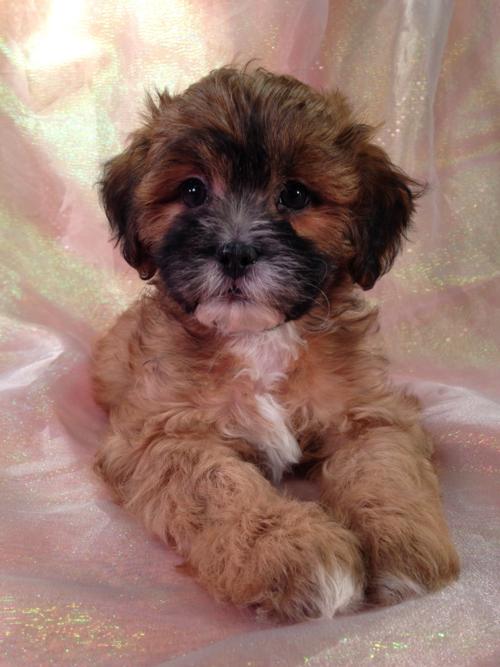 Female lhasa bichon puppy for sale $675